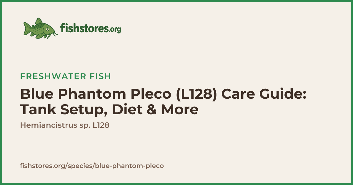 Blue Phantom Pleco (L128) Care Guide | fishstores.org