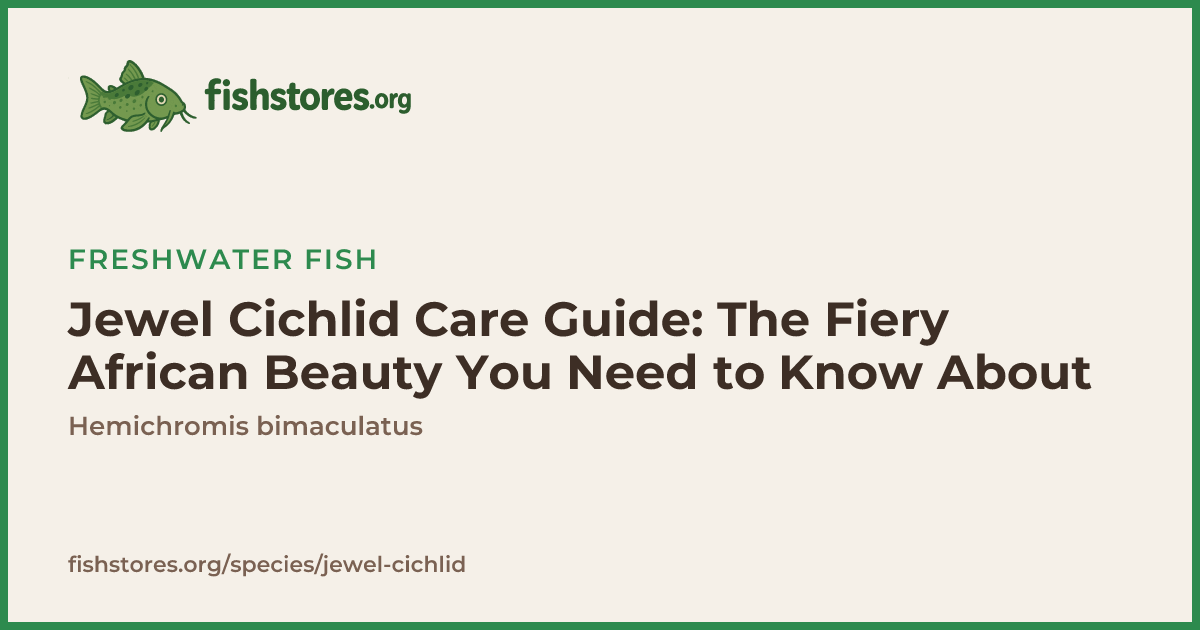 Jewel Cichlid Care Guide | Hemichromis bimaculatus