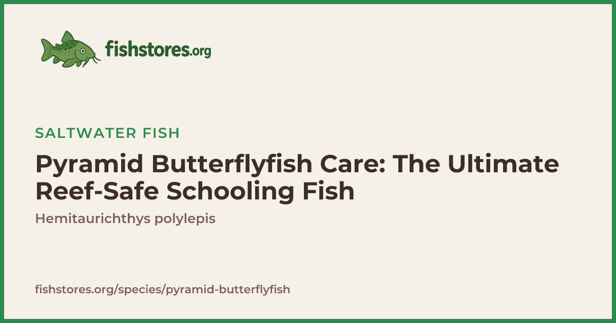 Pyramid Butterflyfish Care Guide: Reef-Safe & Hardy