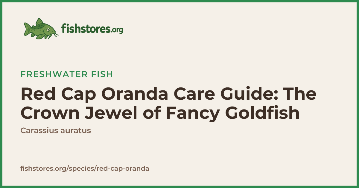 Red Cap Oranda Care: Tank Size, Diet & Wen Health Guide