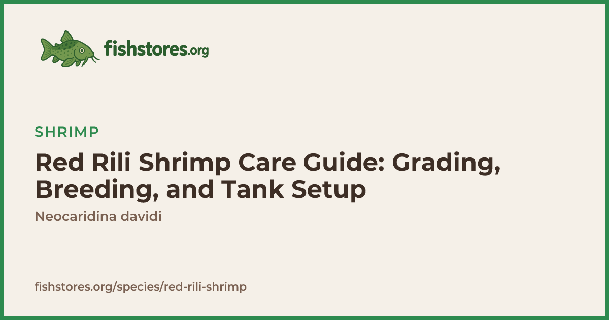 Red Rili Shrimp Care: Tank Mates, Diet & Breeding Guide