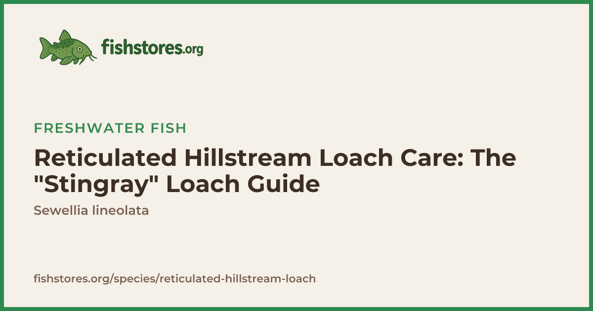 Reticulated Hillstream Loach Care Guide: Tank Setup & Diet
