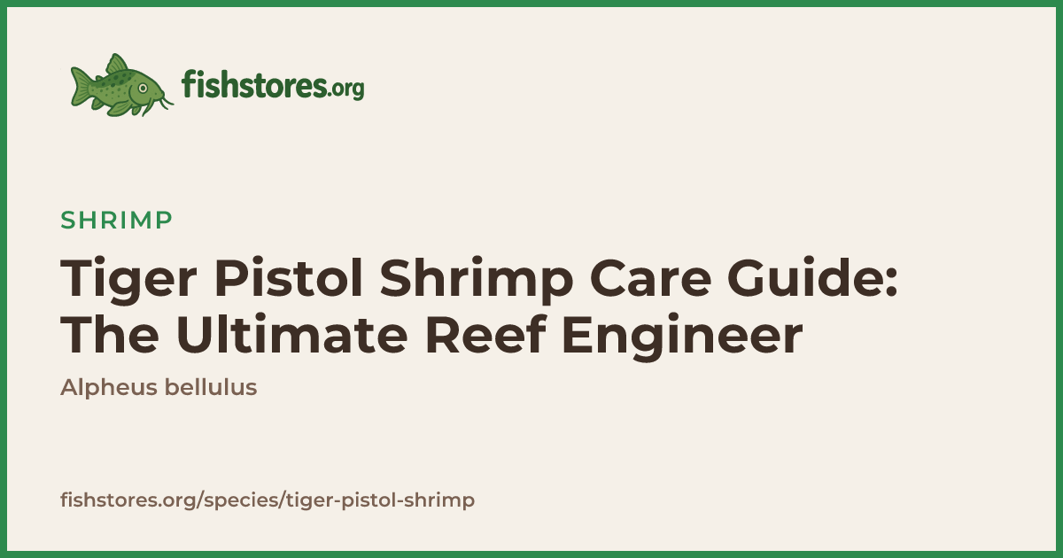 Tiger Pistol Shrimp Care: Size, Diet & Goby Symbiosis