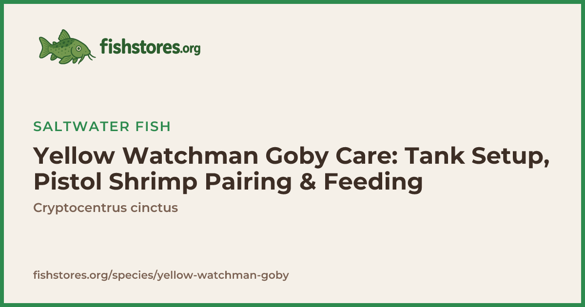Yellow Watchman Goby Care Guide: Tank Mates & Symbiosis