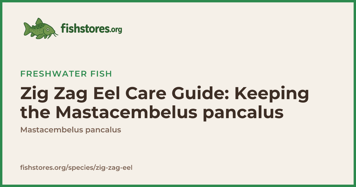 Zig Zag Eel Care: Tank Mates, Size & Diet Guide