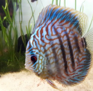 Chicago Discus - Photo 3