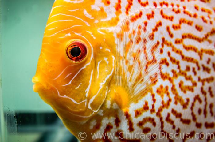 Chicago Discus - Main photo