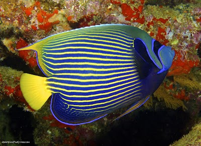 All Things Aquariums - Photo 2